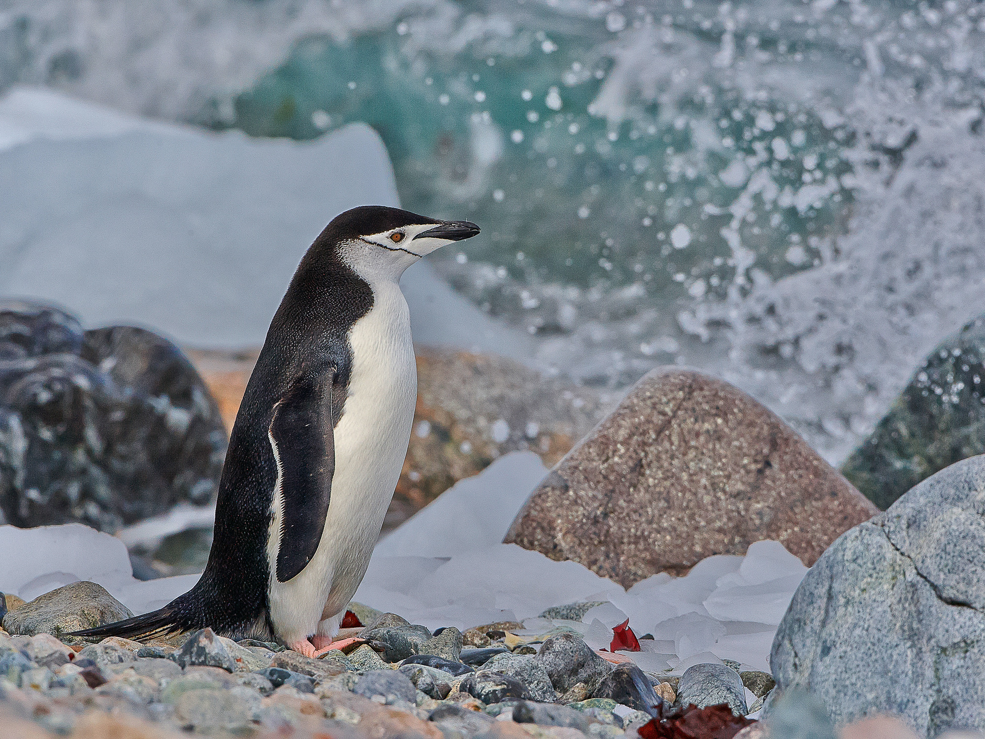 chinstrap penguin